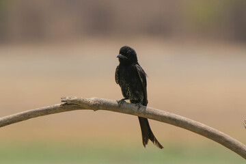 Black Drongo or Dicrurus macrocercus sitting on a branch