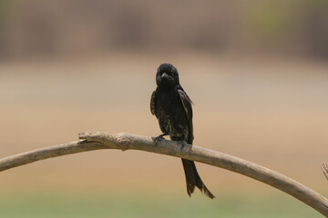 Black Drongo or Dicrurus macrocercus sitting on a branch