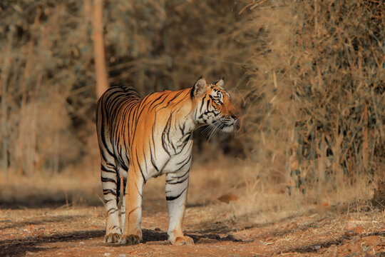 Royal Bengal Tiger or Panthera Tigris walking head on