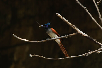 indian paradise flycatcher (Terpsiphone paradisi) female with a dragonfly prey, orange bird