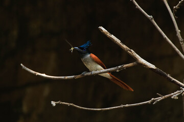 indian paradise flycatcher (Terpsiphone paradisi) female with a dragonfly prey, orange bird