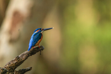 Common Kingfisher (Alcedo atthis) sitting on a branch, bird