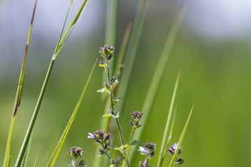  grass flowers on green background