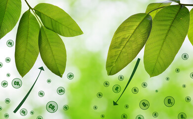Fresh green spring leaves on natural background. Carbon dioxide absorption and oxygen release.