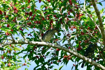 Female Asian koel bird enjoy eating fruit of banyan tree (food of birds and various animals in tropical rainforest) in nature in Thailand