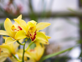 The beautiful yellow flower of orchid with the blurred background for your design.