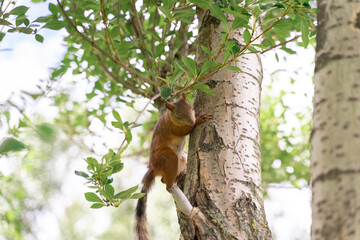 red squirrel jumping on a tree on a summer day