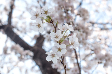 White Cherry blossoms in full bloom. A korea spring scene.