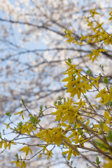 Blooming spring yellow shrub flowers Forsythia intermedia.