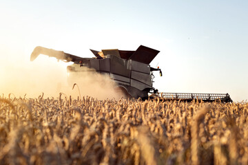 Rear view of a combine harvesting a wheat field