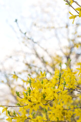 Blooming spring yellow shrub flowers Forsythia intermedia.