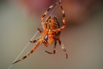 Close-up of the orange and black spider on the web