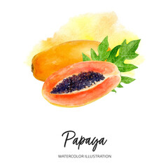 Papaya watercolor illustration isolated on splash background