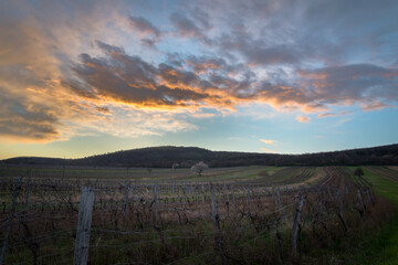 Fototapeta na wymiar Sunset over autumn vineyards in Burgenland