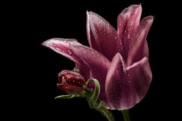 Two tulips on a black background. macro.