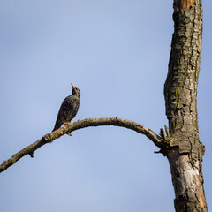 Solitude starling on a twig with blue sky