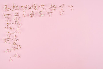 Delicate flowers of gypsophila on a pink background. 
