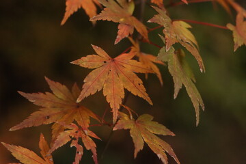 紅葉するもみじの葉