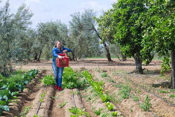 Beautiful blonde farmer woman in her organic vegetable garden picking fresh vegetables. She is dressed in denim clothes.