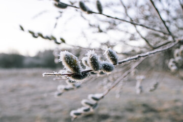 Frosty sunrise morning in Latvia