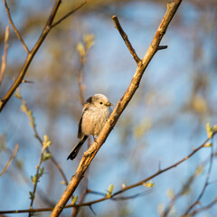 Tail tit on a twig with a bait