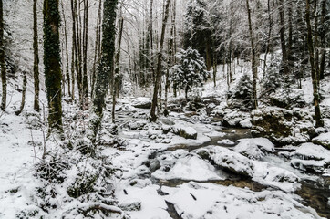 Fototapeta na wymiar snow covered forest