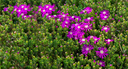 Fototapeta premium flowers on a branch in the spring