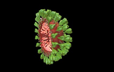 coronavirus type covid-19 affecting 3d illustration