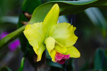 Obraz premium Beautiful yellow orchids