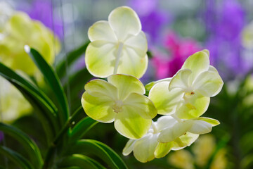 Naklejka premium Beautiful Yellow Orchid Flowers in the garden 