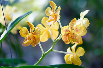 Yellow orchid flowers closeup for background