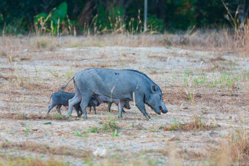 Wild black pigs near the city 