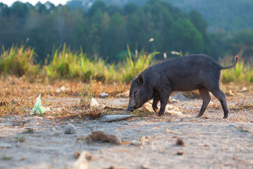 Wild black pigs near the city 