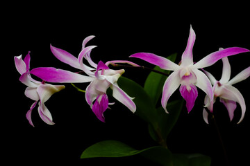 Fototapeta na wymiar Pink orchids flowers isolated on a black background