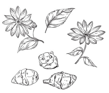 Hand drawn sketch black and white topinambur, leaf, earth apple. Vector illustration. Elements in graphic style label, card, sticker, menu, package. Engraved style.