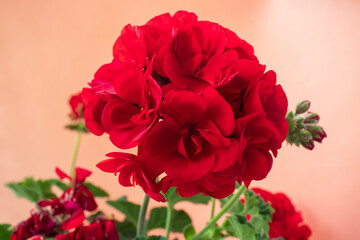 Beautiful red geranium (pelargonium) flowers.