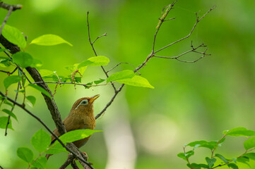 Chinese hwamei bird resting on a branch and hamming in the sunny day in the green forest in Japan