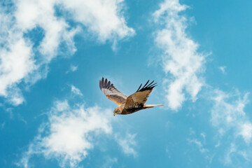 The Marsh Harrier flies against a beautiful, blue clouded sky, looking for prey