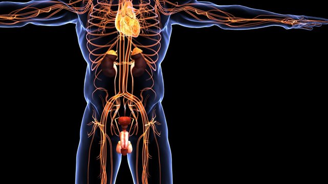 human circulatory system anatomy 3d illustration
