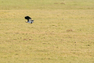 A Lapwing bird fly and play in the air, just above a field. In the province of Friesland in the Netherlands
