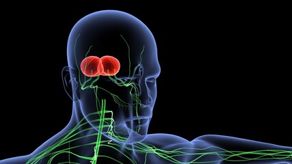 human brain anatomy 3d illustration