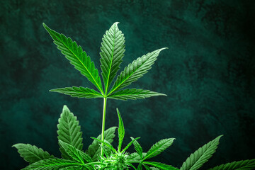 Cannabis leaf, close-up shot with a place for text