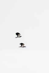 Two Lapwing birds fly synchronously in the sky. In the province of Friesland in the Netherlands