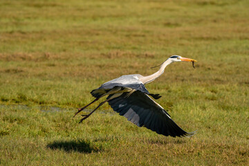 Beautiful gray heron fishes a large insect from a ditch and flies away with it. Wildlife in its natural habitat