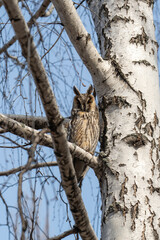 An eagle owl sits on a birch tree in the spring. Predatory bird
