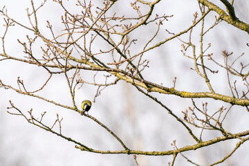 Great tit, Parus major, black and yellow passerine bird sitting on a branch. Eat a butterfly and play with the insect