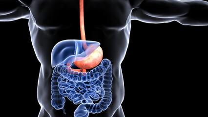 human organs anatomy 3d illustration