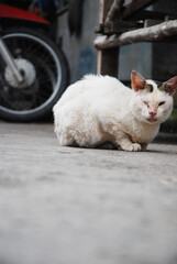 A stray cat with injured eyes.