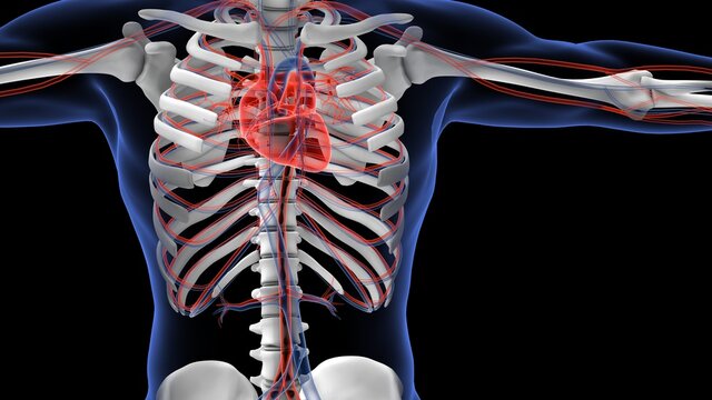 human circulatory system anatomy 3d illustration