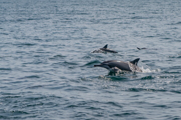 Fototapeta premium wild dolhpines